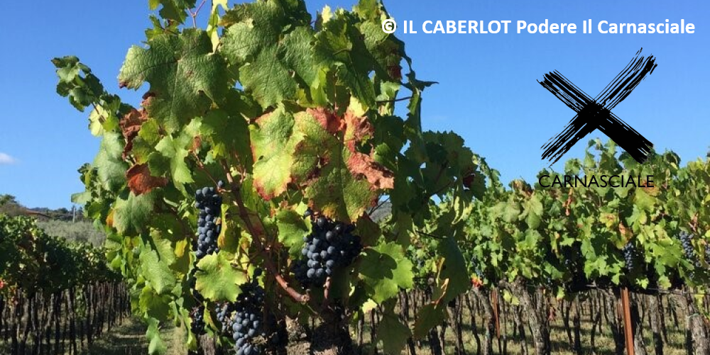 Wälder schwarzer Ferrari